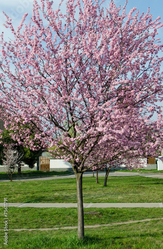 pink tree