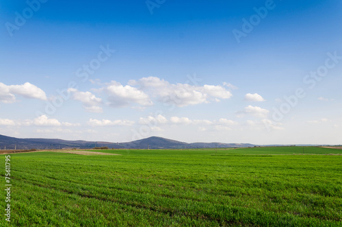 green fields.