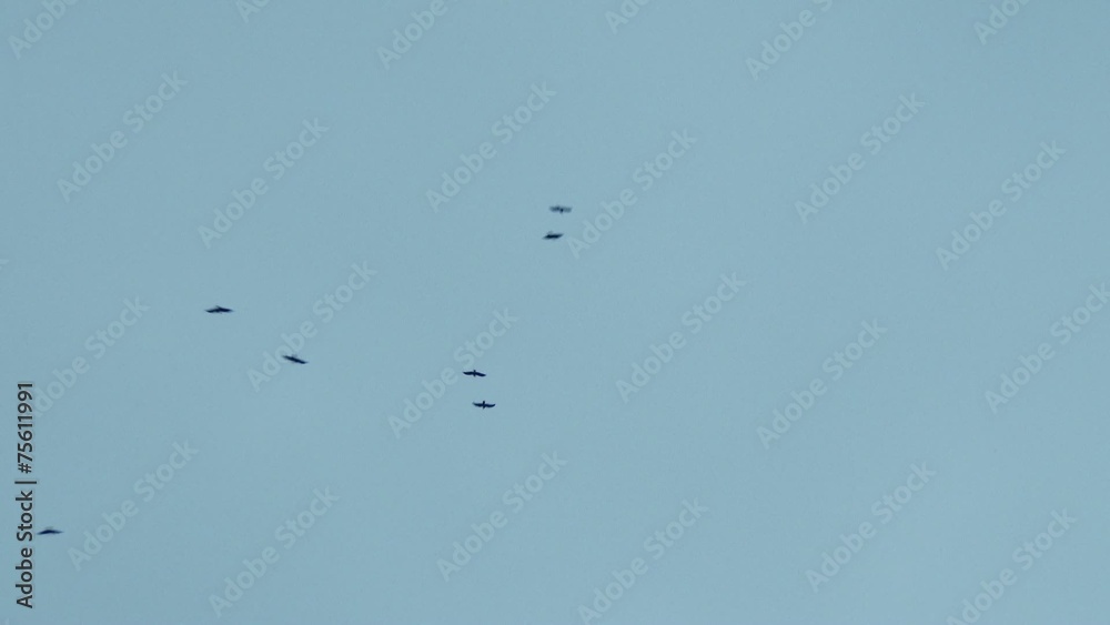 custom made wallpaper toronto digitalRavens Flying on the Sky in Winter Morning