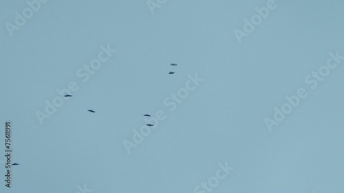 Wallpaper Mural Ravens Flying on the Sky in Winter Morning Torontodigital.ca