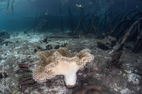Photography Soft Coral on Edge of Mangrove Forest