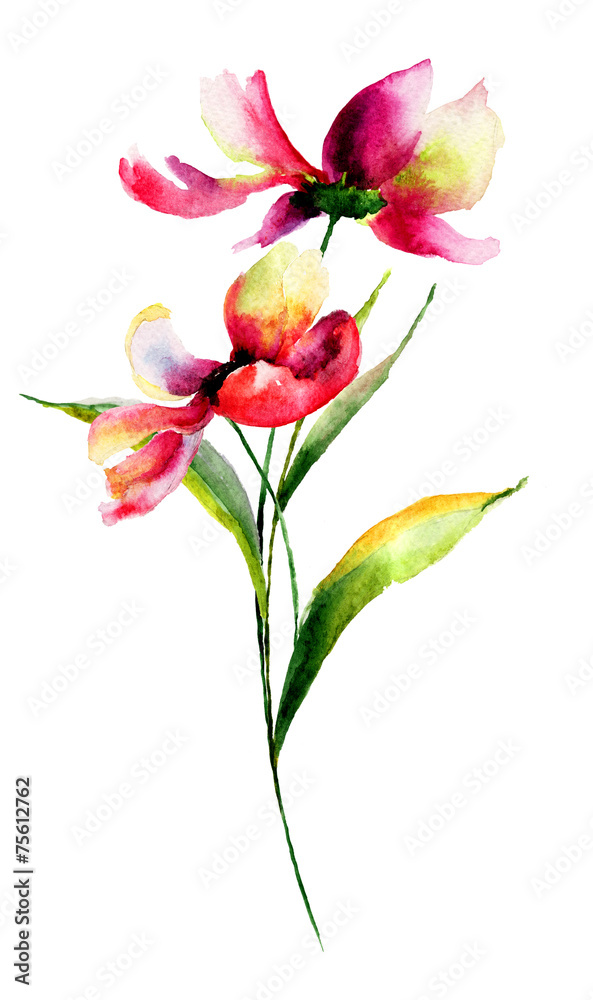 Obraz Kwiaty Cosmea