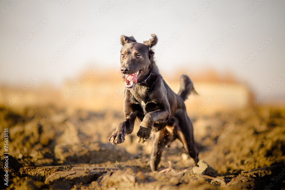 Portrait of running mixed breed dog Portrait of running mixed breed dog