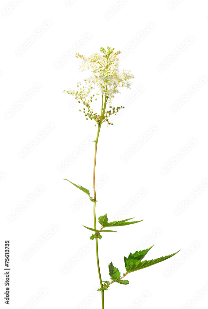 Fototapeta premium Echtes Mädesüß (Filipendula ulmaria)