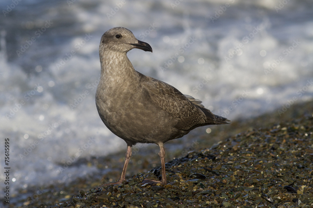 young seagull is standing on the beach on the Ocean young seagull is standing on the beach on the Ocean