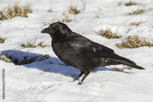 Carrion Crow is sitting on the snow winter day © Tarpan