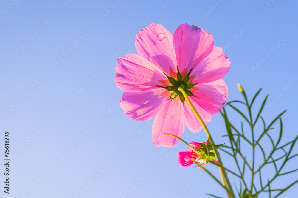 pink flower background pink flower background