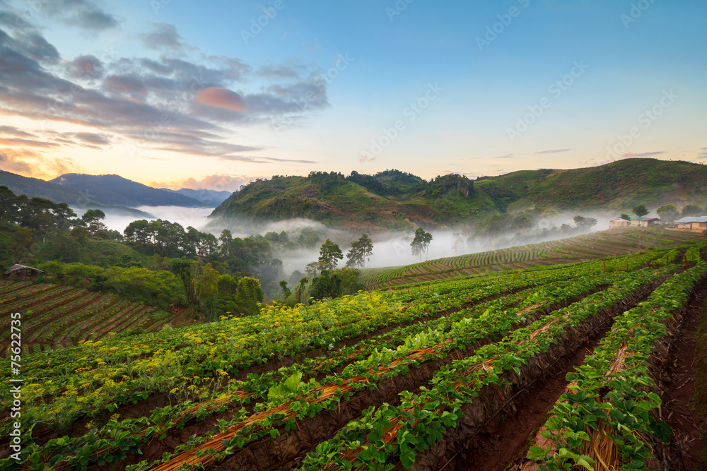 Misty morning sunrise in strawberry garden at Doi Angk-hang moun Misty morning sunrise in strawberry garden at Doi Angk-hang moun