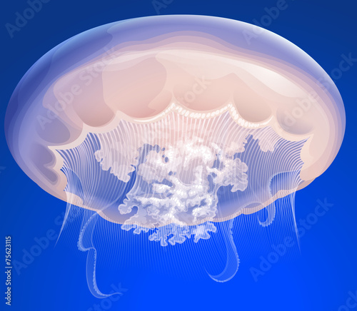 Jelly Fish