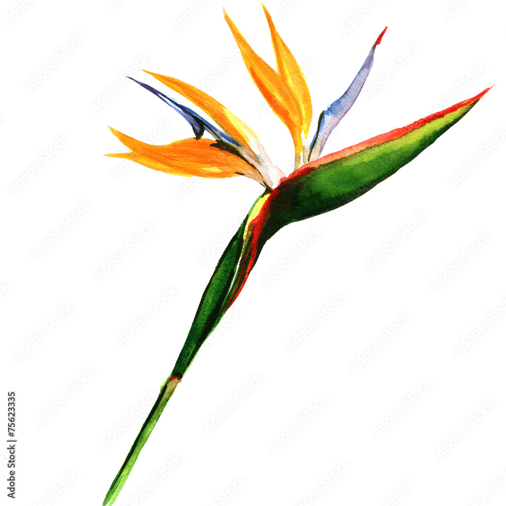 Obraz premium strelitzia, bird of paradise flower isolated, botanical