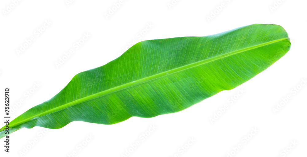 Obraz premium Banana Leaf