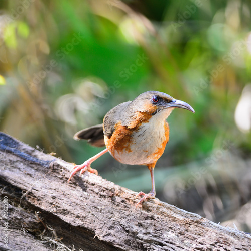Rusty-cheeked Scimitar-babbler photo