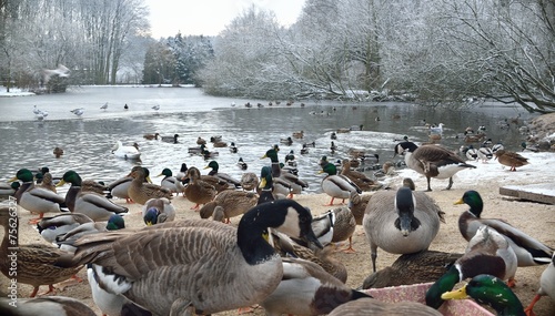 Lake with ducks, geese and swan in witer scenery. photo