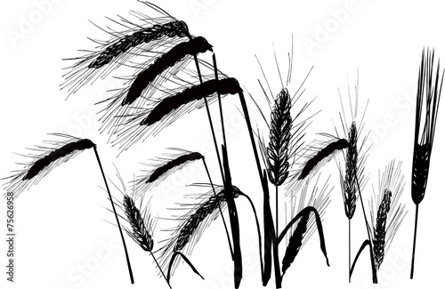 group of black wheat ears isolated on white