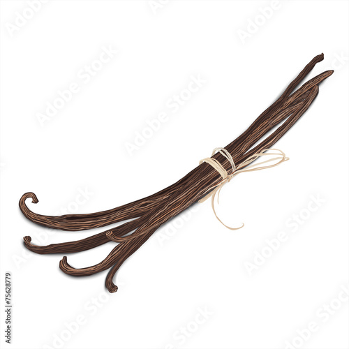 Vanilla pods, vector illustration