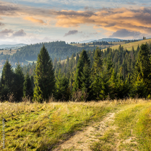 coniferous forest on a  mountain top at sunrise