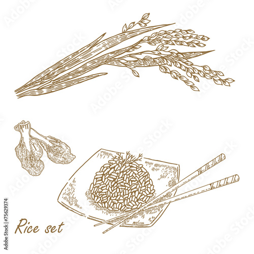 Rise set. Hand drawn vector illustration rice plant