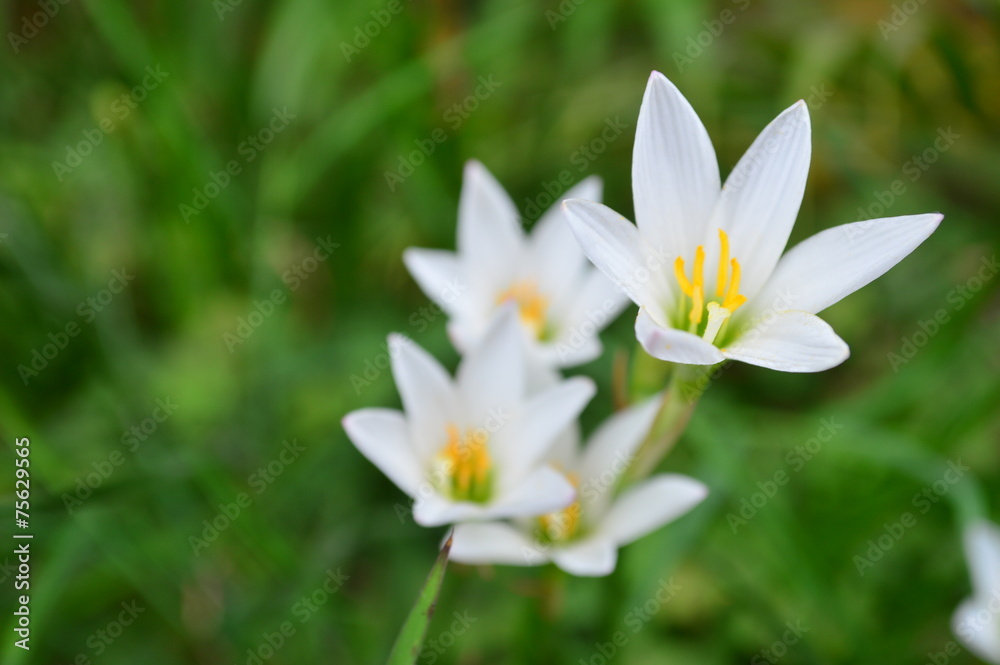 White flower White flower