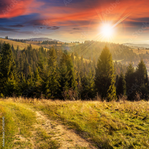 coniferous forest on a mountain top at sunset