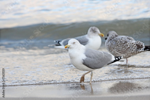 Seagull on the beach © Alina G