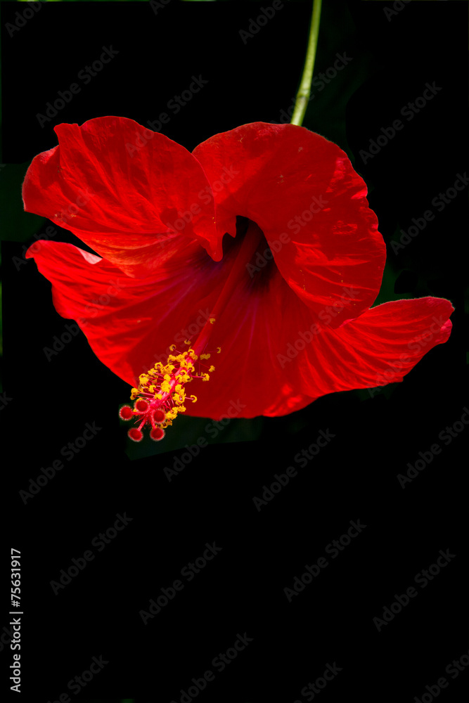 Naklejka premium Red flower of Hibiscus