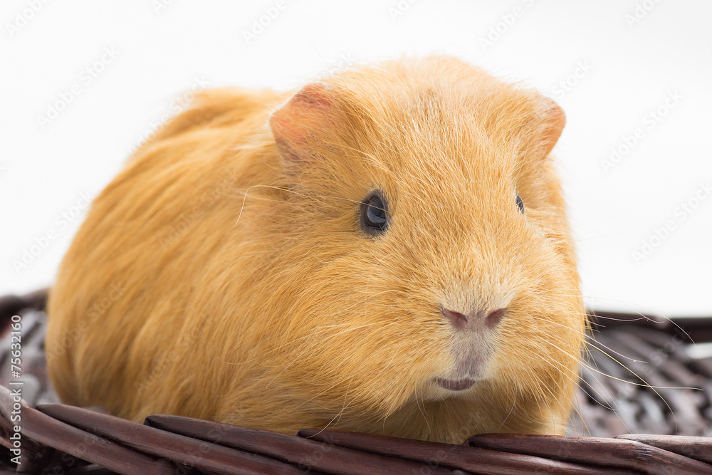 Fototapeta premium guinea pig in a wicker basket