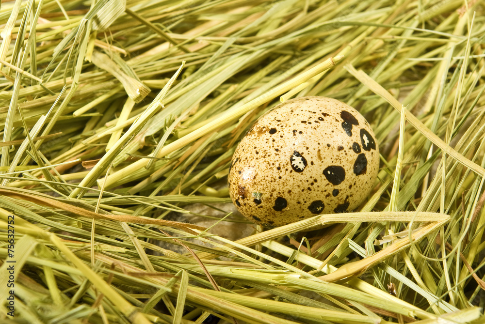 Obraz premium Image of eggs in the grass