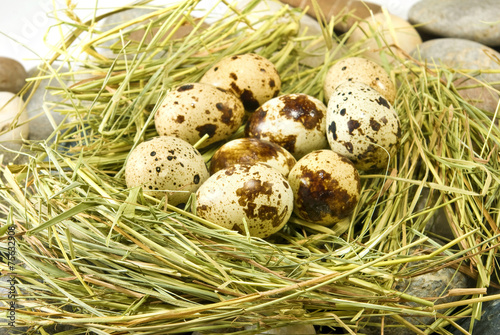 Image of eggs in the grass closeup