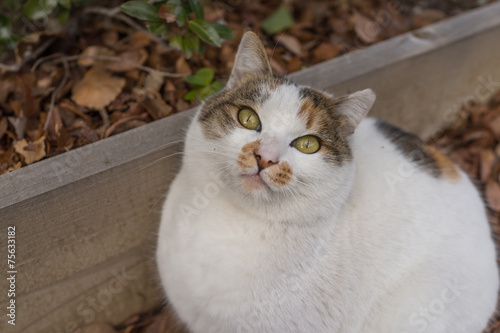 Fototapeta Naklejka Na Ścianę i Meble -  のらねこ