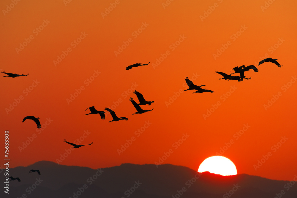 日の出と鶴