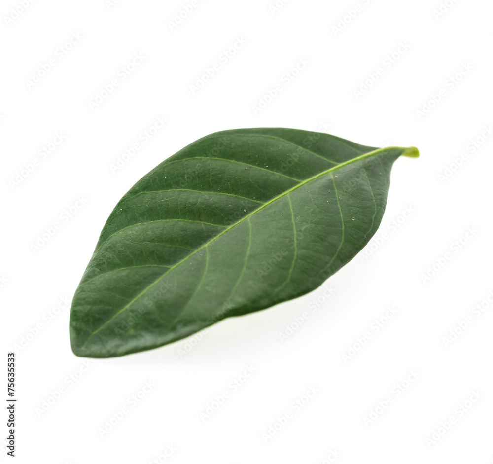 Green leaf Green leaf
