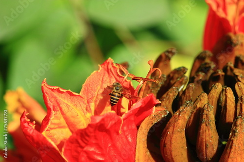 Bees are seeking nectar from the flower head. photo