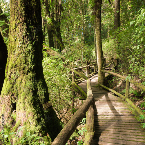 Moss and wooden footpath at the evergreen forest