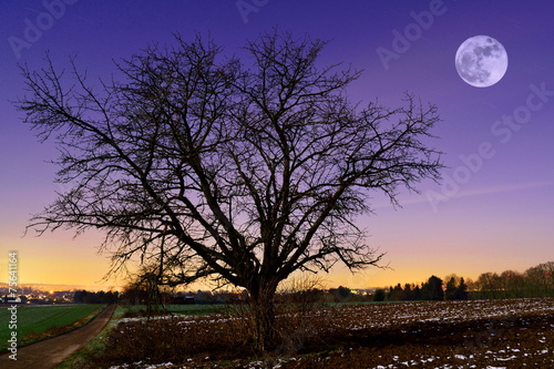 Baum bei Vollmond