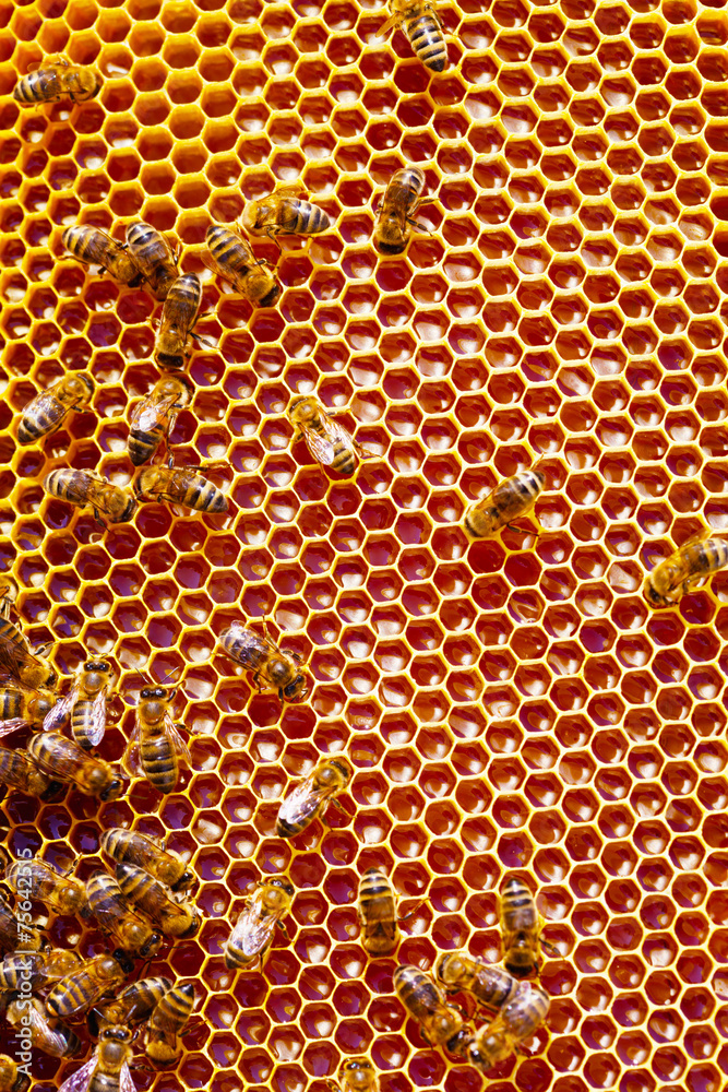 Bee honeycombs with honey and bees - obrazy, fototapety, plakaty 