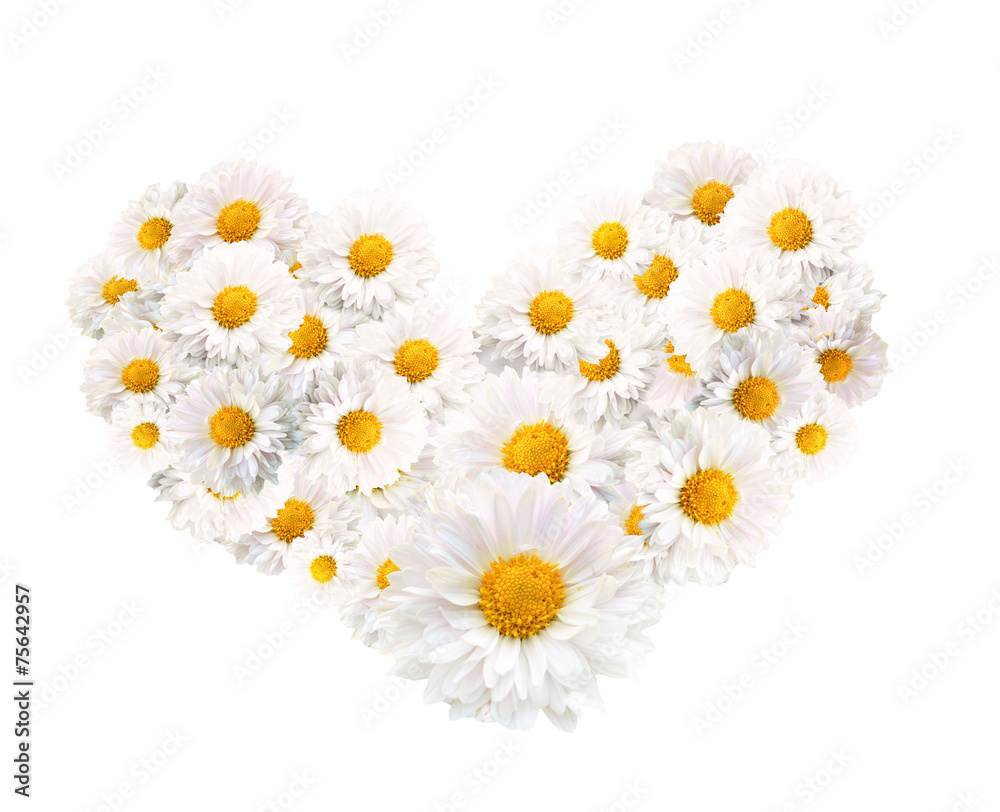 Obraz premium beautiful chamomiles in the shape of the loving heart