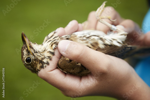 Girl's hand holding small bird