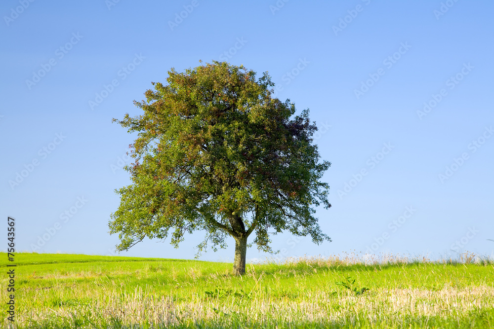 Lonely apple tree Lonely apple tree