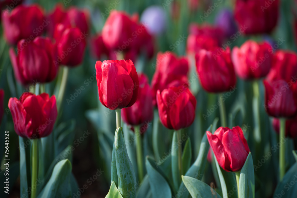 red tulips