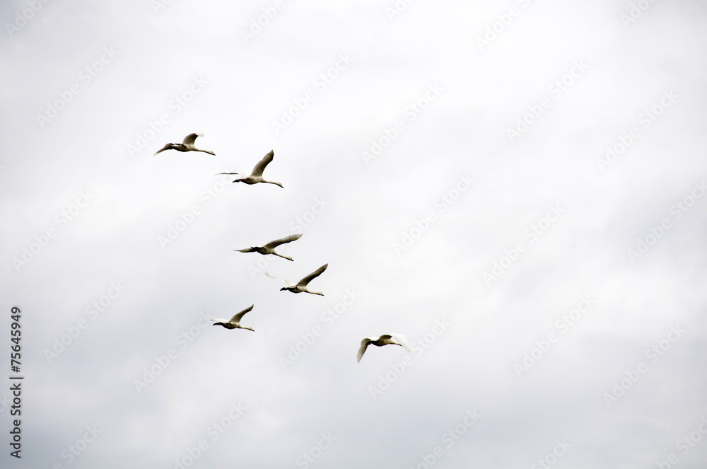 Fototapeta premium uccelli in volo