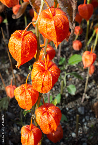 Cuadro en lienzo Chinese lanterns