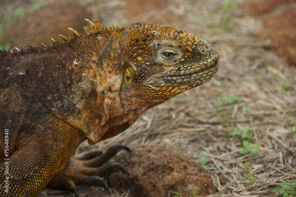 Land Iguana in Galapagos Islands