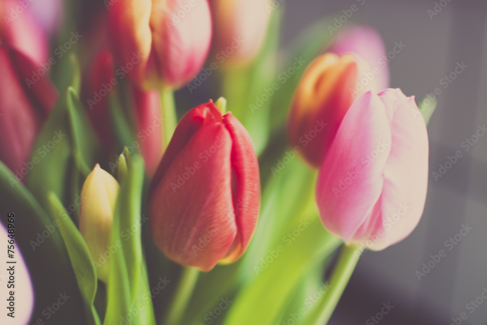 Obraz premium Pink and red tulips