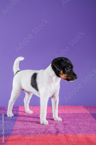 Fototapeta Naklejka Na Ścianę i Meble -  Dog breed Toy fox terrier puppy