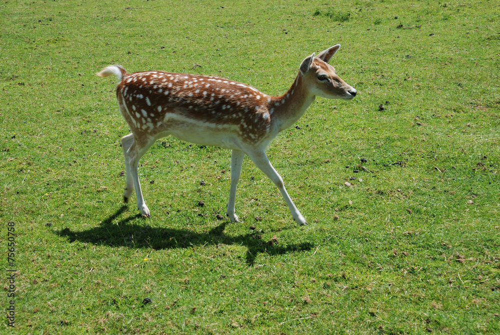 Fallow Deer (Dama dama) Fallow Deer (Dama dama)