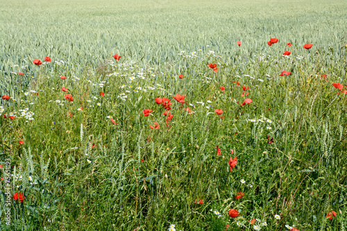 Poppy field, south Sweden. 