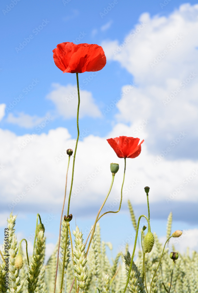 Obraz premium Wild poppies