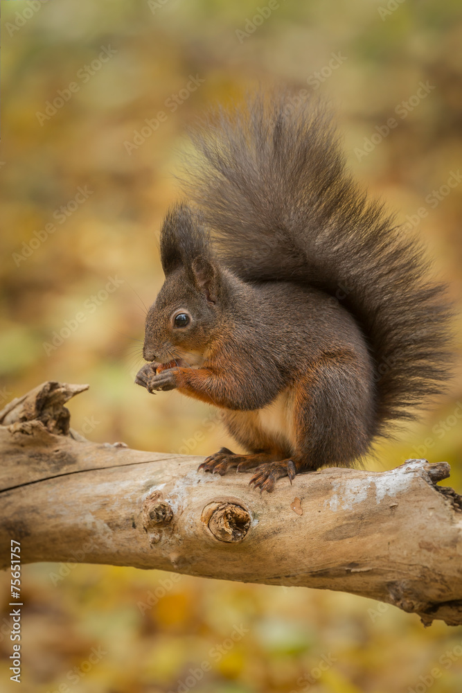 Red squirrel with golden background Red squirrel with golden background