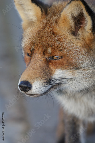 Wild foy close-up