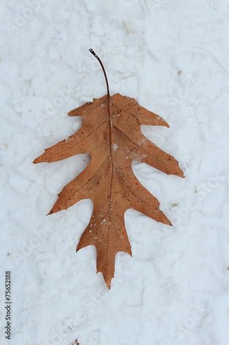 first snow photo